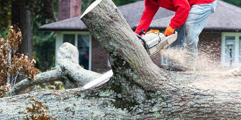 Why You Need to Hire Tree Removal Services For Your Home