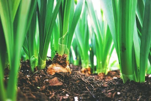 6 Reasons Why Soil Testing Is a Must for Your Garden